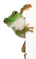 smallfrog